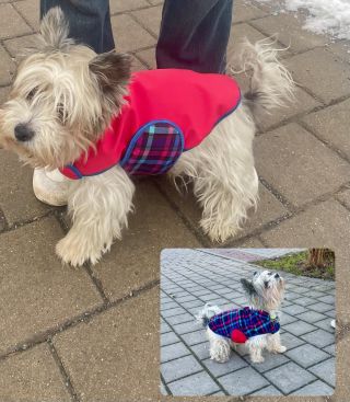 Jednobarevný obleček nebo kostkovaný. Nejlépe koupit oba. Pro pejsky máme klučičí, zelený model. Psí móda nás baví❤️...