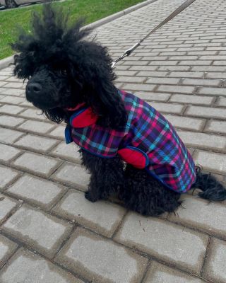 Pejsek v našem oblečku. Moc mu sluší.🍀❤️ #psiohoz #psimoda #modapropsy #psikabatek #kabatekpropsy #pes #dog #psi #moda #dogs