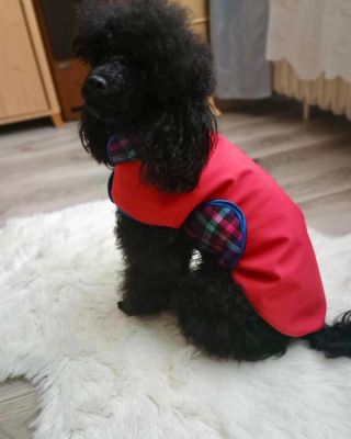 Ten samý pejsek, ale jiná kombinace.😻#psiohoz #psimoda #modapropsy #psikabatek #kabatekpropsy #psi #pes #dog #dogs