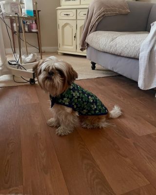 Zatím nejoblíbenější kabátek s 🍀. #psiohoz #psimoda #psikabatek #modapropsy #oblekpropsa #dog #psi