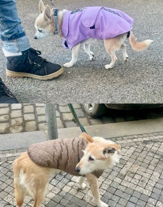 Nahoře náš obleček. Dole obleček konkurence, který nesedí a není zakrytý zadeček. #psiohoz #psimoda #psilaska🐶❤️...